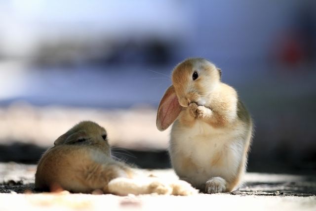 Rabbit island Okunoshima and Hiroshima Sake Breweries